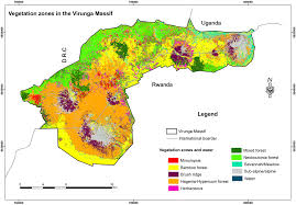 Image result for Rubus kirungensis