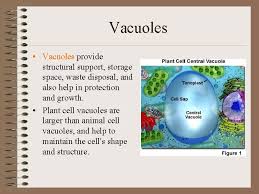 Vacuole function in plant cell gcse. Cell Structure And Function What Makes Up Cells