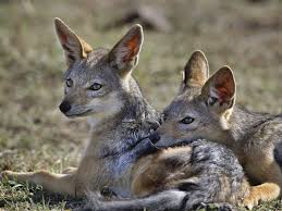 Young Black Backed Jackals Masai Mara Kenya Endangered Animals Facts Animals Wild Animals