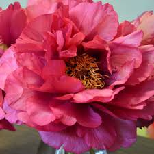 Well you're in luck, because here they come. Itoh Peony Julia Rose Garden Express