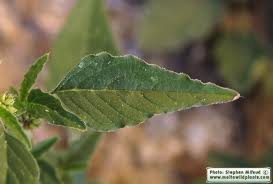 Image result for Amaranthus deflexus