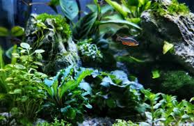 16 Smallest Freshwater Aquarium Micro Fish That Stay Small In 2020 Fresh Water Fish Tank Freshwater Aquarium Aquarium