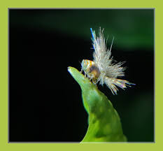 Image result for Ruspolia australis