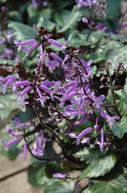 Get basic facts and tips on how to care for christmas cactus. Stein S Garden Home Stein S Is Your Trusted Home Decor Store For Outdoor Deck Patio Furniture Plants Ch Lavender Plant Rainbow Garden Low Water Gardening