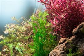 Image result for Potamogeton crispus