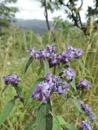 Image result for Haumaniastrum venosum