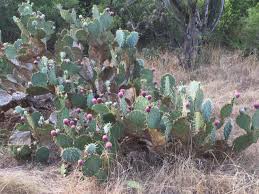 Prickly pear cactus is an important commercial crop in mexico, latin america, north africa, the mediterranean countries and the middle east. Prickly Pear Cactus