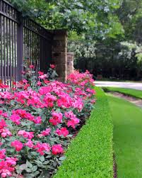 Double knockout roses 2017 front yard garden design double knockout roses southern landscaping. Knockout Rose Hedge Moss Landscaping