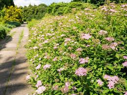 Image result for Spiraea japonica ´Little Princess
