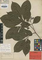 Image result for Petersianthus macrocarpus