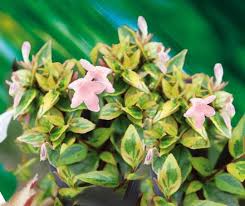 This plant should be trimmed in march. Abelia Grandiflora Sunshine Daydream Abelops Cov
