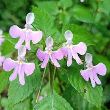 Image result for Gladiolus crassifolius