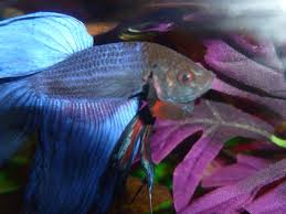 Have they lost their colour altogether, or symptoms: Popeye Betta Aquarium Advice Aquarium Forum Community