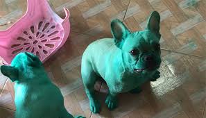 Realistic french bulldog coloring pages. Two French Bulldogs Who Accidentally Cover Themselves In Green Become Viral Bored Panda