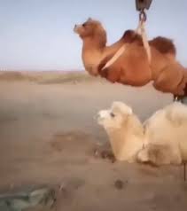 Hi im at sand grain bazaar on the stable keeper and he is not giving me a quest to get the camel im 57. Loading Camels Onto A Truck Wtf