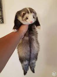 500 Ferret Ideas In 2021 Ferret Cute Ferrets Pet Ferret