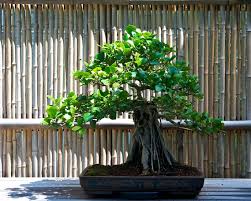 Image result for Ficus tesselata