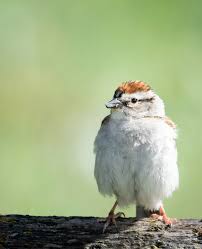 Image result for Passerina montana