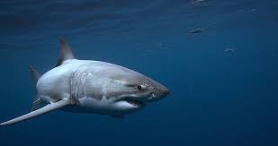 The official great white page www.officialgreatwhite.com. Great White Shark New Perspectives On An Ancient Predator Kpbs