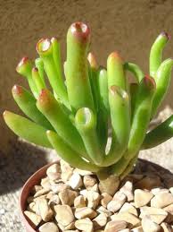Check spelling or type a new query. Crassula Ovata Gollum Gollum Jade World Of Succulents Succulent Gardening Crassula Ovata Planting Succulents