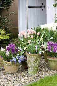 Tulips In Pots Small Cottage Garden Ideas Garden Containers Spring Planter