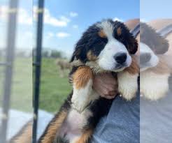 Check out these funny bernese mountain puppies in this compilation of cute bernese mountain puppy videos. Bernese Mountain Dog Puppies For Sale In Usa Page 1 10 Per Page Puppyfinder Com