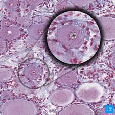 We did not find results for: Cell Nucleus Histology Structure And Functions Kenhub