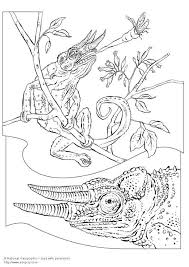 Chamäleons, wissenschaftlich chamaeleonidae, leben auf dem gesamten afrikanischen kontinent. Malvorlage Chamaleon Kostenlose Ausmalbilder Zum Ausdrucken Bild 5736