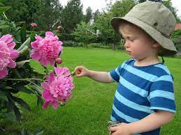 However, if deer are having problems finding food and are starving as a result, they will certainly eat your peonies. Smart Gardening With Deer Deer Resistant Summer Bulbs Rhizomes Tubers And Corms Gardening In Michigan