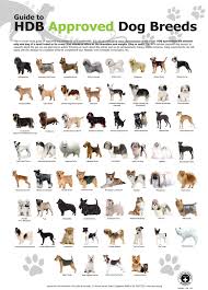 List Of Dog Breeds Helpfully Made A Great Infographic On