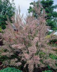 Image result for tamarix ramosissima pink cascade