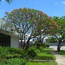 Frangipani Plumeria Queensland Gardening Pages Plants Gardens Nurseries For Brisbane Qld