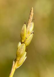 Image result for Carex leptosaccus