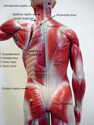 Exercises for low back pain detailed easy to follow illustrations. Pin On Blood Pressure Control