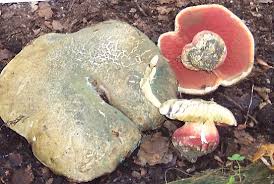 Satansrohrling Satanspilz Teufelspilz Rubroboletus Satanas Syn Boletus Satanas