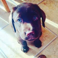 Chocolate Labrador Puppy With Blue Eyes Puppies With Blue Eyes Labrador Puppy Labrador