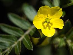 Image result for Tribulus excrucians