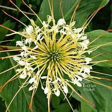 Image result for Rhynchosia divaricata