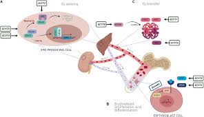 Frontiers | Identification of Variants Associated With Rare Hematological  Disorder Erythrocytosis Using Targeted Next-Generation Sequencing Analysis