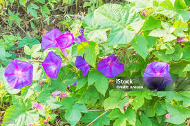 Image result for Ipomoea violacea