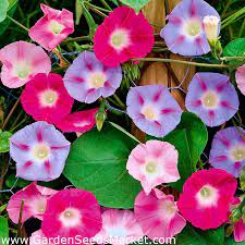 Morning Glory Mixed Seeds Ipomoea Tricolor 84 Seeds Garden Seeds Market Free Shipping