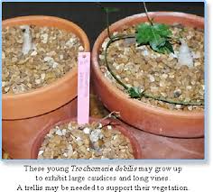 Image result for Trochomeria