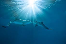 Winter the dolphin and the rest of 2011's dolphin tale cast will return for alcon harry connick jr., morgan freeman, kris kristofferson, ashley judd, nathan gamble and cozi zuehlsdorff have been cast. Dolphin Tale 2 The Movie And Me