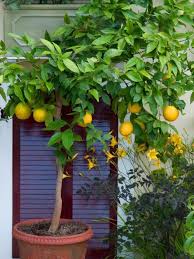 Zitronenbaum Pflege So Zuchten Sie Richtig Einen Zitronenbaum Lemon Tree From Seed Tree Care Tree Garden Design