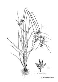 Image result for Pycreus flavescens