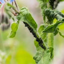 Prices will largely depend on your specific pest problem. Aphids