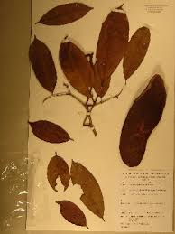 Image result for Anthonotha macrophylla