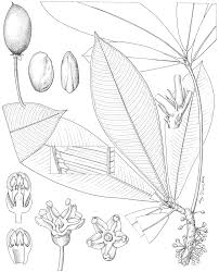 Image result for Englerophytum