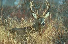 This symbol disappears when he. Margolis An Unnatural Need For More Hunting Vtdigger