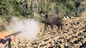 Dernieres videos de chasse aux sangliers. Battues Au Grand Gibier Chasse Au Sanglier 2019 2020 Youtube
